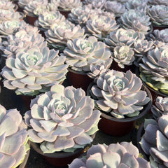 Echeveria Lola Succulent,Colias-2