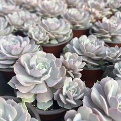 Echeveria Lola Succulent,Colias-1
