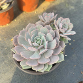 Echeveria Lola Succulent,Colias