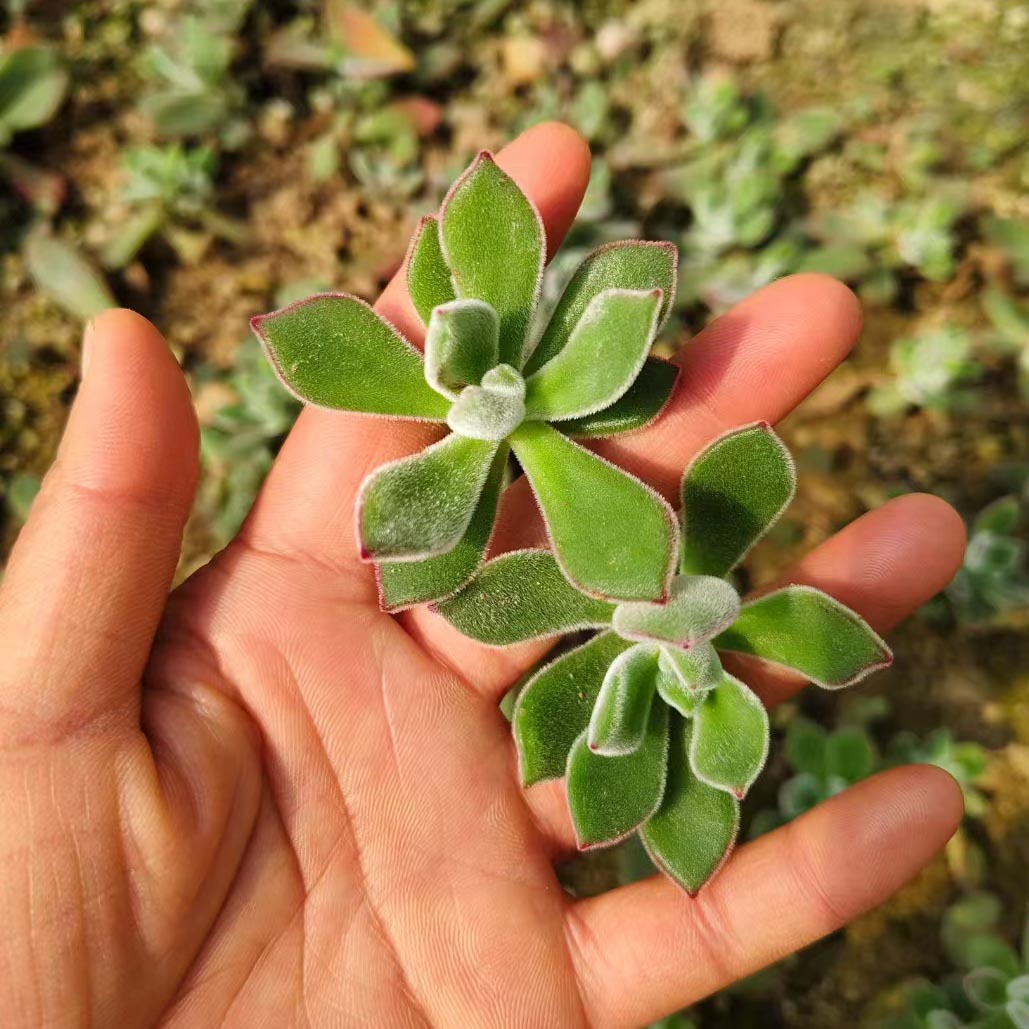 Echeveria Harmsii Ruby Slipper cutting