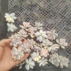 Pachyphytum 'Apricot Beauty' cutting