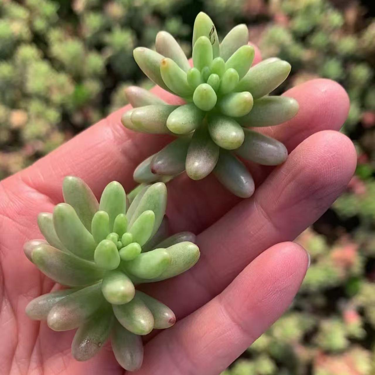 Sedum × rubrotinctum 'Aurora' cutting