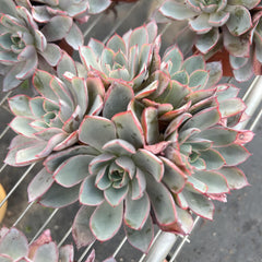 Echeveria Hera Cluster