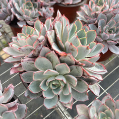 Echeveria Hera 3 heads