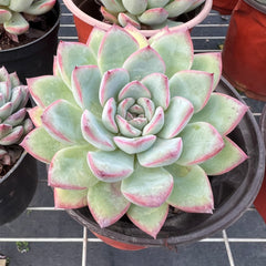 Echeveria Cherry-1