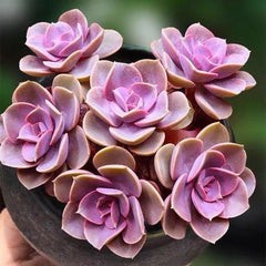 Echeveria Perle Von Nurnberg-1