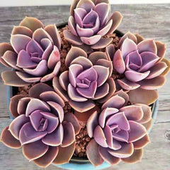 Echeveria Perle Von Nurnberg-2