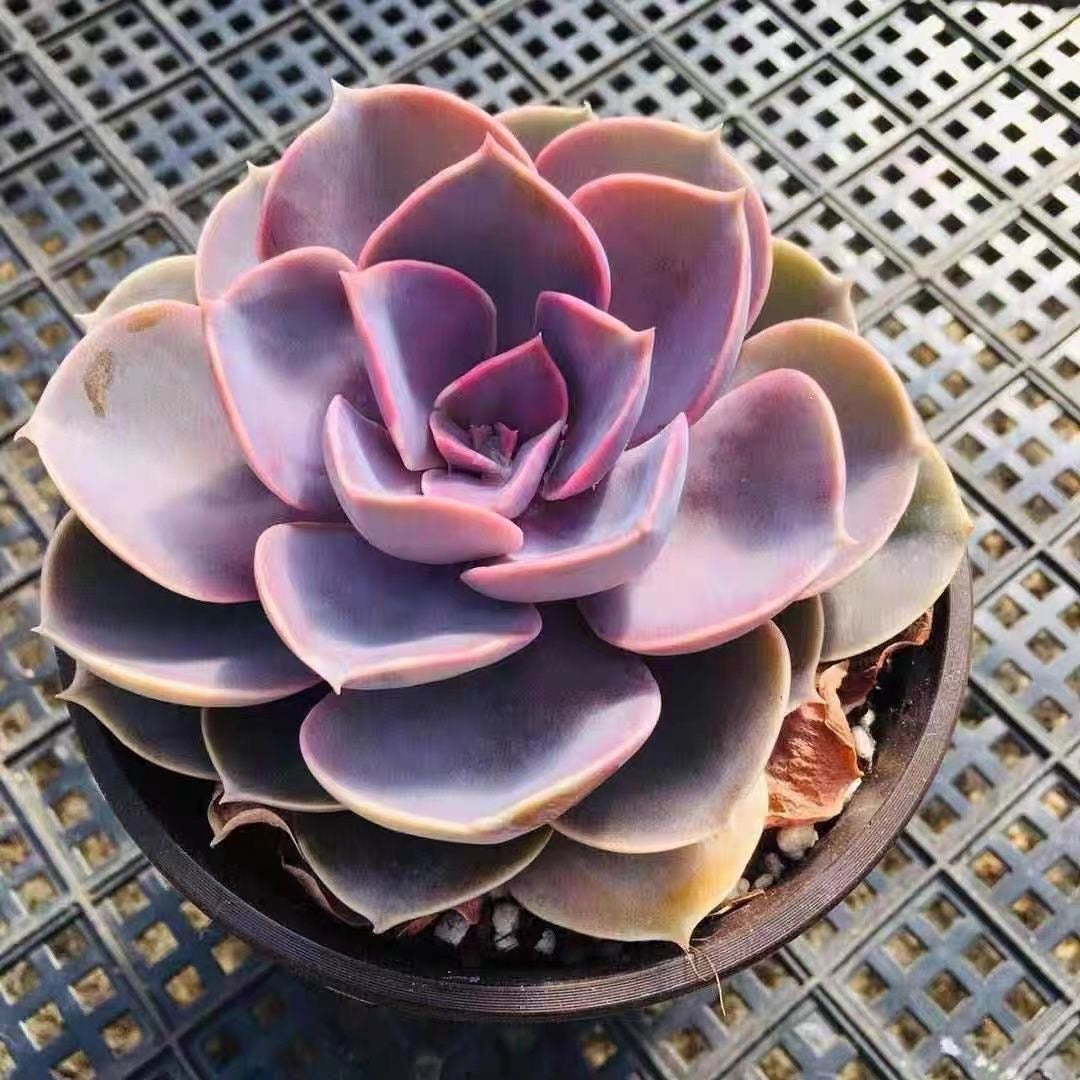 Echeveria Perle Von Nurnberg-3