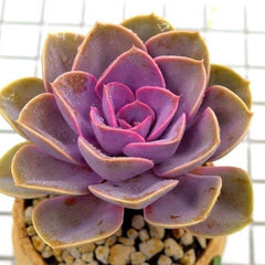 Echeveria Perle Von Nurnberg
