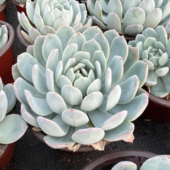Echeveria Sasa-Queen Sasha-2