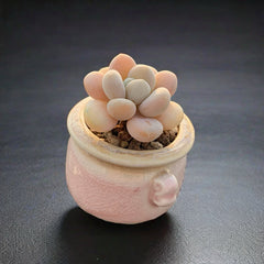 Plump & Chubby Succulents with Pot & Soil