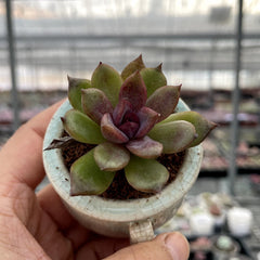 Pointed & Waxy Succulents