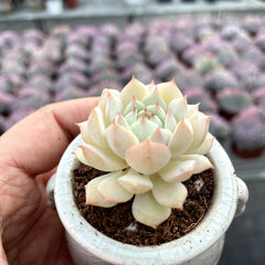 Single & Classic Succulents