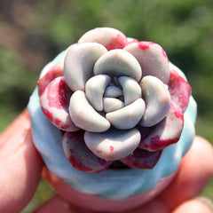 Mini Succulent Assortment Just Unbox & Enjoy