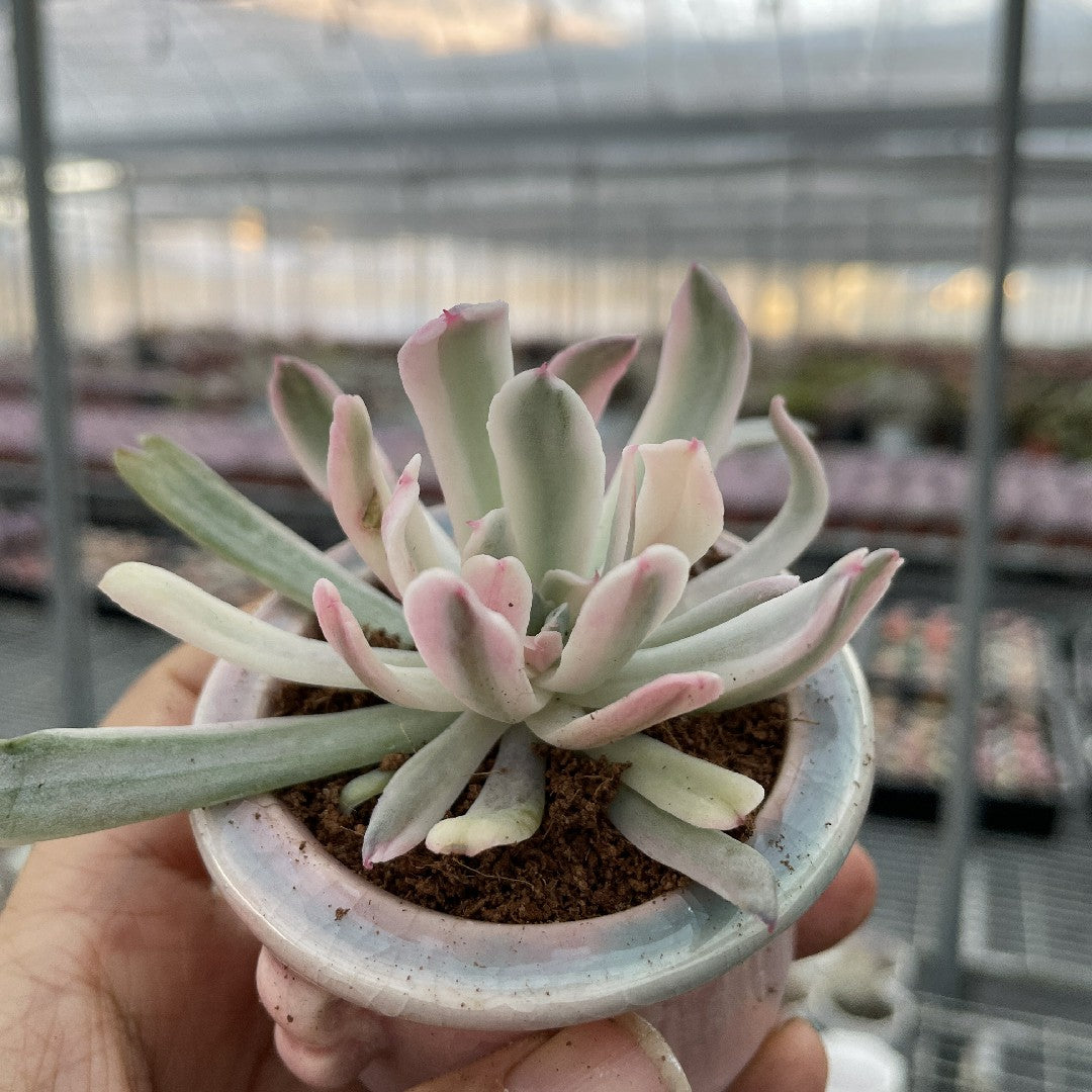 happy young lady succulent Variegated Colorful Succulents Rainbow Colors Painted Leaves – Hi Succulents