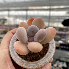Chubby Rounded Succulents
