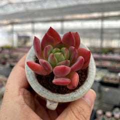 Plump & Chubby Succulents with Pot & Soil