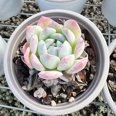 Echeveria 'Sasa'/Queen Sasha 3.5‘’Single head