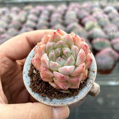 Ice Queen Succulents - Crystal & Ethereal Hybrids