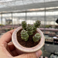 Cluster & Bushy Succulents