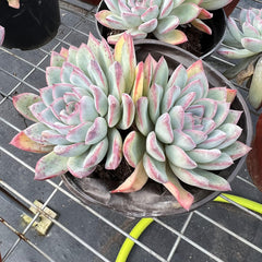 Echeveria Cherry 2 heads-1