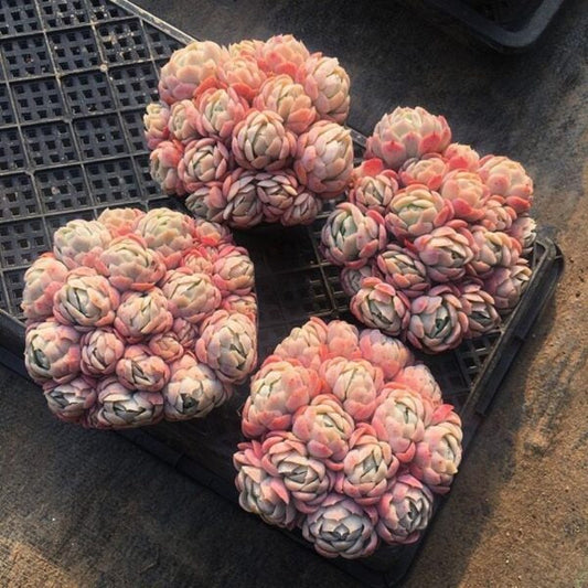 🚚Succulent Care Guide🌵