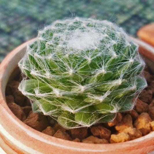 Cobweb Houseleek : Care Guide