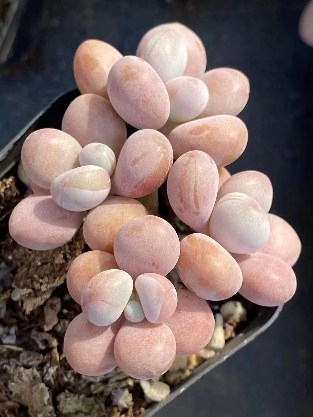 The Ultimate Guide to Lavender Pebble Succulents – Hi Succulents