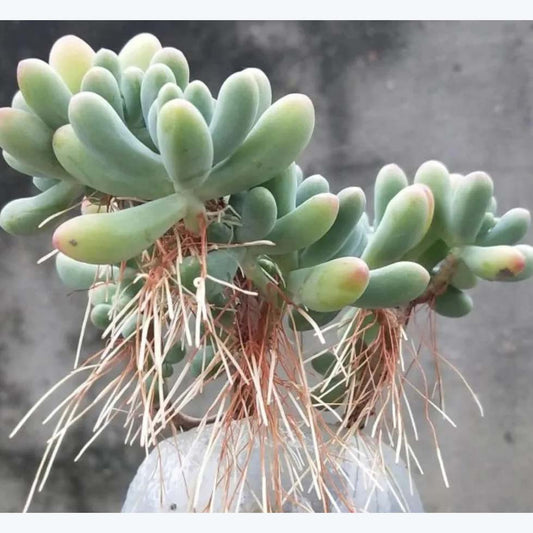 🌵 Succulent Aerial Roots: 3 Types & Solutions