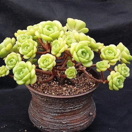 Succulent Planting &amp; Care Instructions
