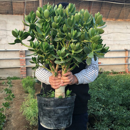Why Is My Jade Plant Drying Out?