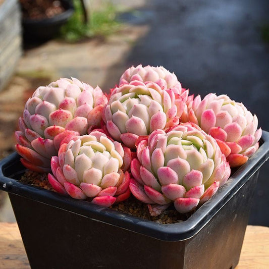 Ten Scented Succulents That Get Better in the Sun