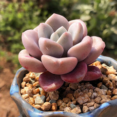 Plump & Chubby Succulents with Pot & Soil