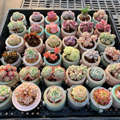 Plump & Chubby Succulents with Pot & Soil