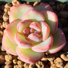 Mini Succulent Assortment Just Unbox & Enjoy