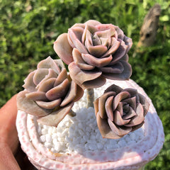 Mature & Trained Succulent