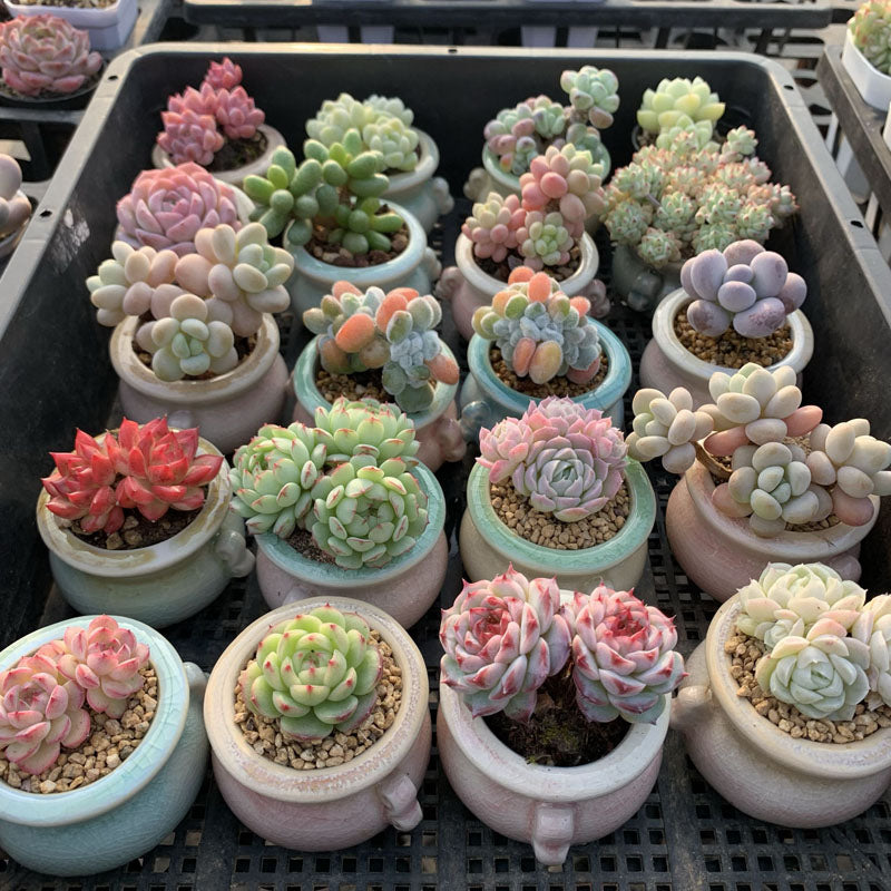 Variegated Colorful Succulents Rainbow Colors Painted Leaves