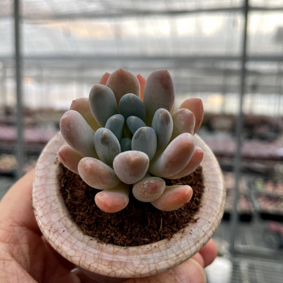 chubby succulents Chubby Rounded Succulents – Hi Succulents