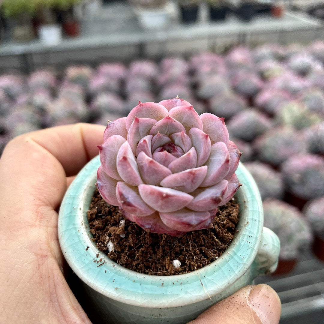 Single & Classic Succulents