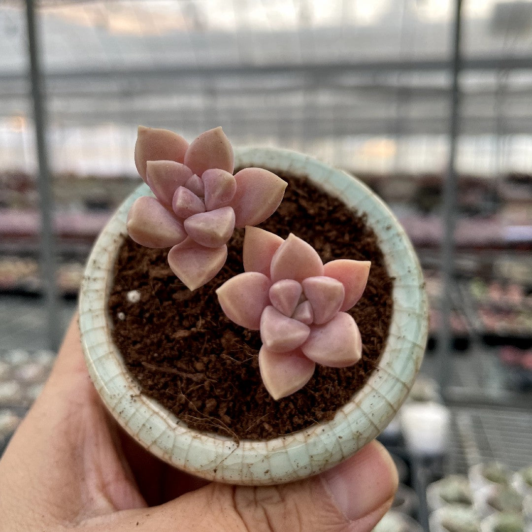 cluster succulent plant Cluster & Bushy Succulents – Hi Succulents