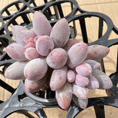 Pachyphytum 'Machucae' /Baby finger 2 heads