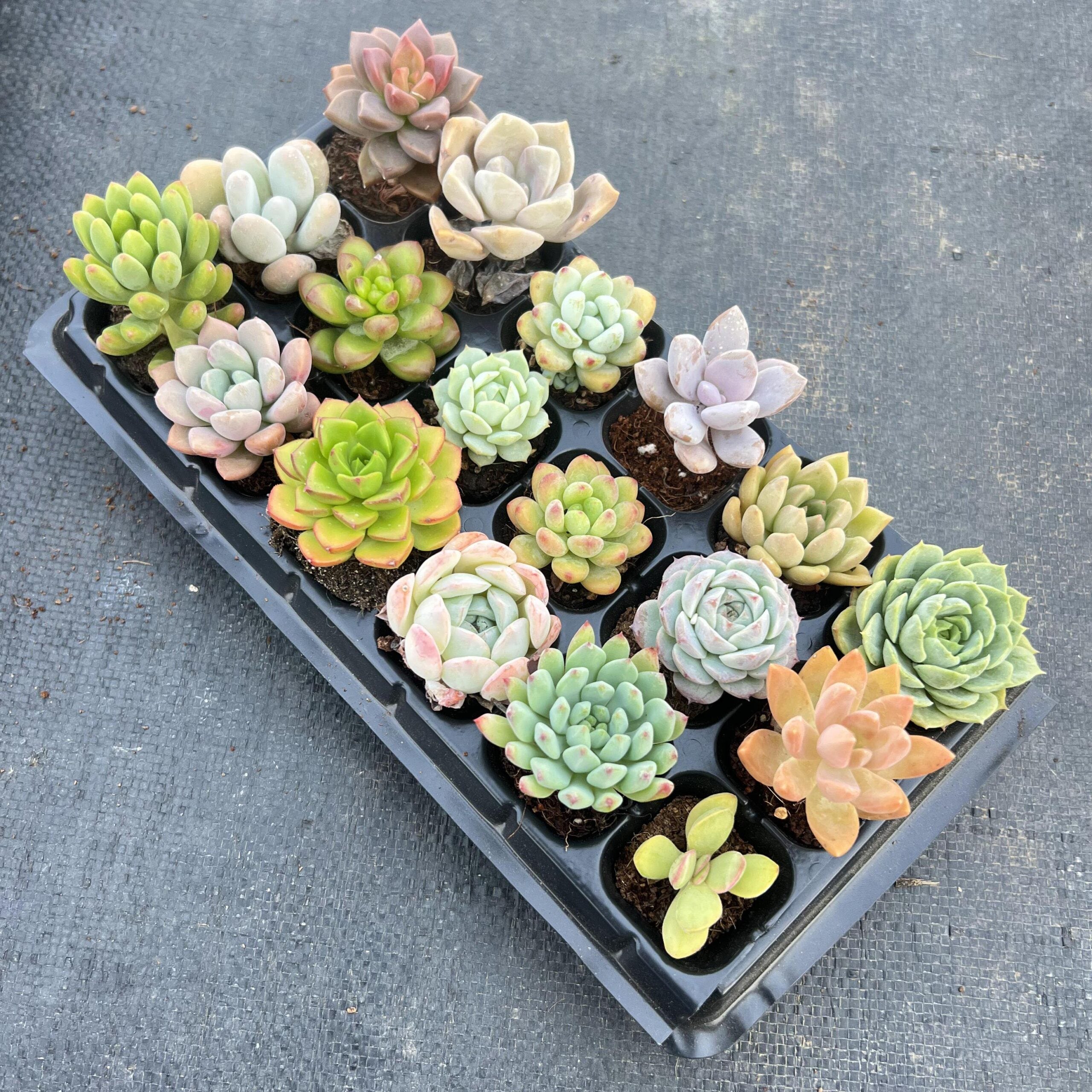 18 Succulents Pack for Beginners-1