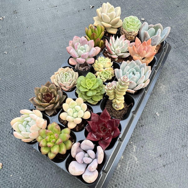 succulants near me 15 Succulents Pack for Beginners.Plus you get 3 more for a total of 18 – Hi Succulents