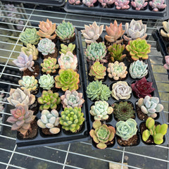 18 Succulents Pack for Beginners