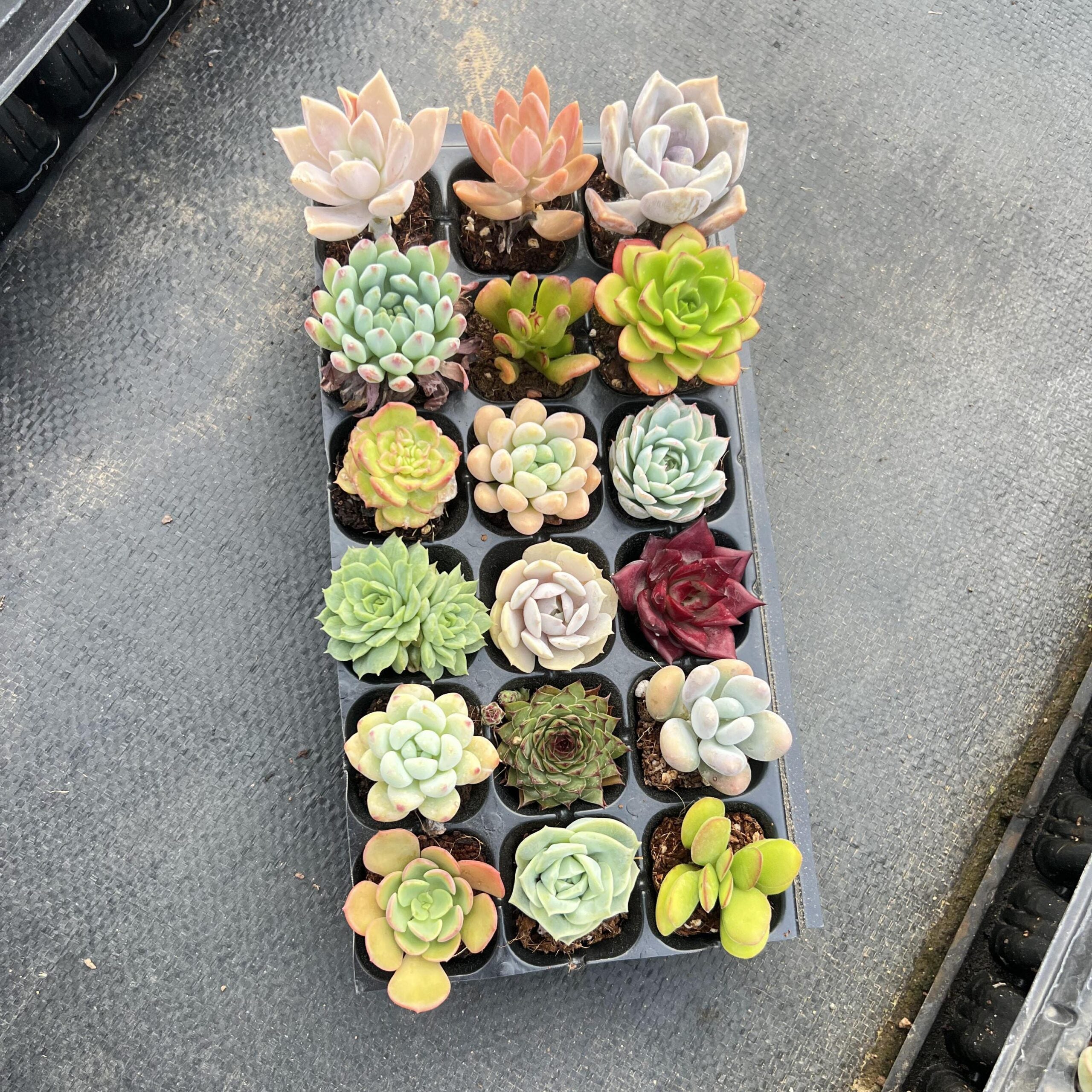 18 Succulents Pack for Beginners-2