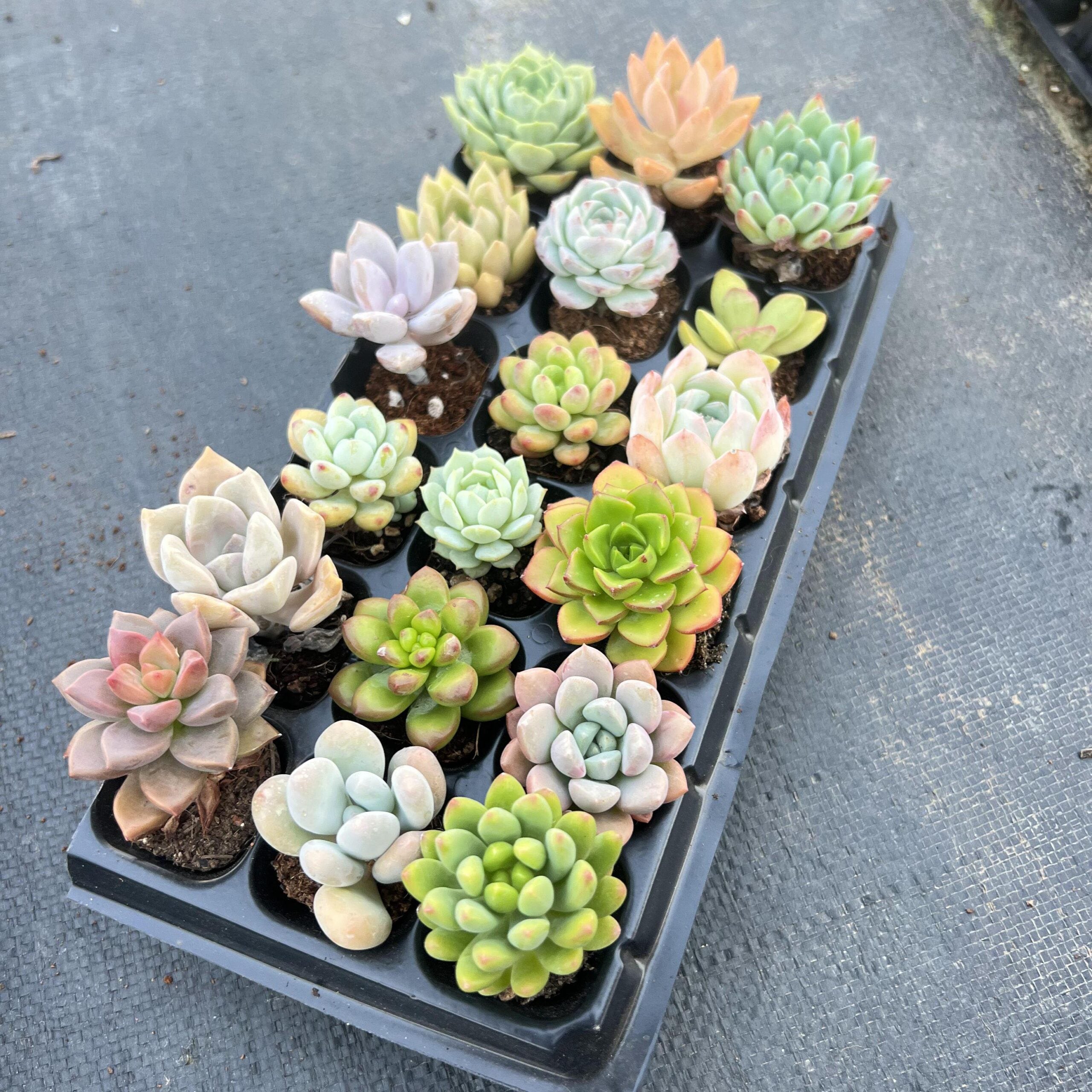 18 Succulents Pack for Beginners-3