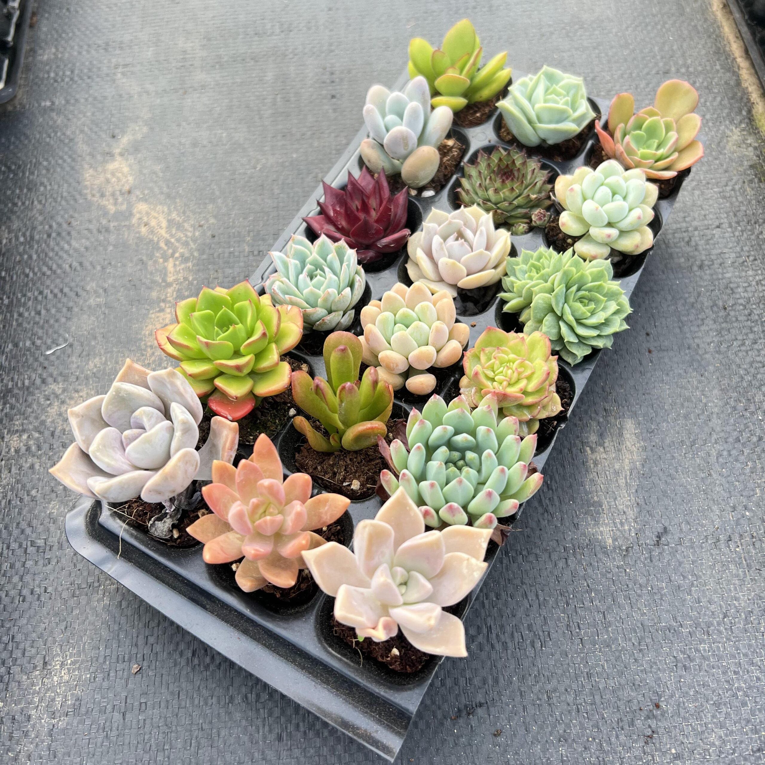 18 Succulents Pack for Beginners-5