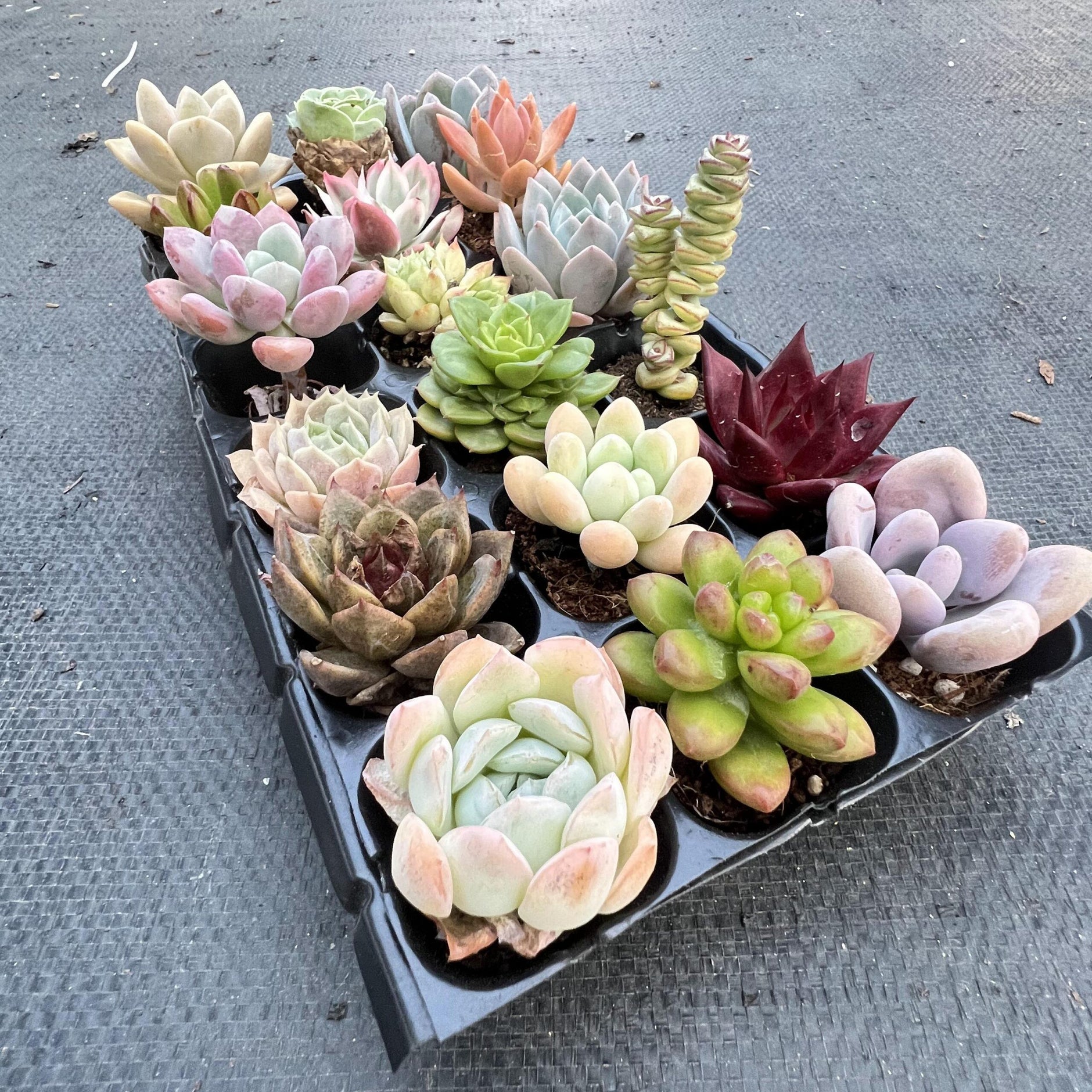 Succulent Plants | 5 Echeveria Succulents | Rooted In Planter Pots With Soil | Real - Foto 5