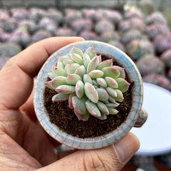 Cristated & Rare Succulents with Pot & Soil Unique Form