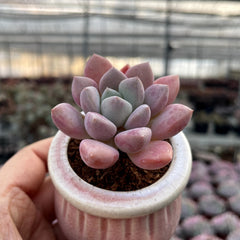 Chubby Rounded Succulents